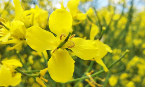 ЛАГУН - Среднераннее созревание в сочетании с высокой продуктивностью!