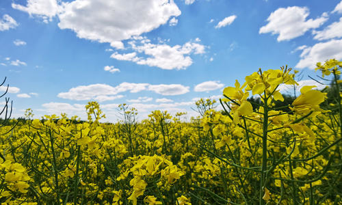 ПАРКУРС - 