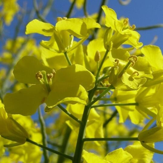 ДРАГО - ДРАГОЦЕННЫЙ, ВЫСОКОУРОЖАЙНЫЙ «КРЕПЫШ»