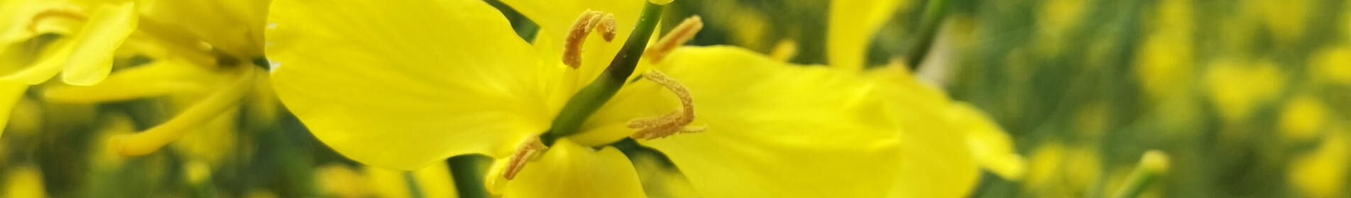 ЛАГУН - Среднераннее созревание в сочетании с высокой продуктивностью!