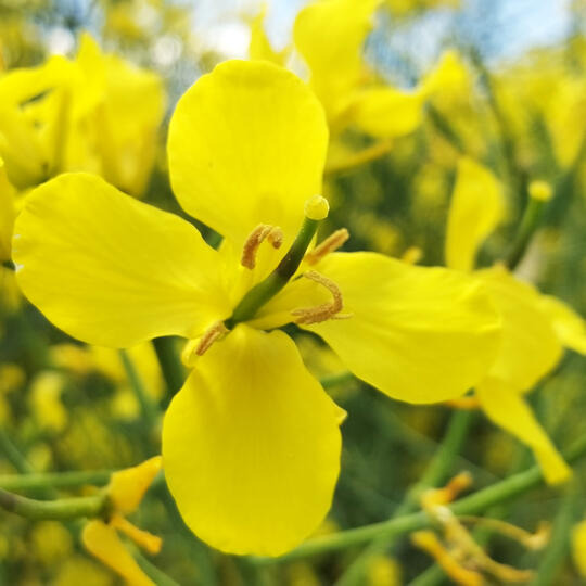 ЛАГУН - Среднераннее созревание в сочетании с высокой продуктивностью!