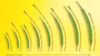ИСТОКИ УСПЕХА РАПСА В ЕВРОПЕ